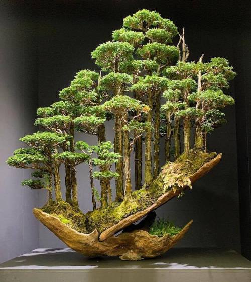 cafeinevitable:Mini forests created by Masahiko Kimura (b.1940), one of the most famous and importan