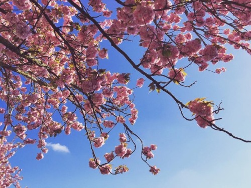 Feels like Spring! Blooming marketing opportunities and collaborations like northwest flowers, lots 