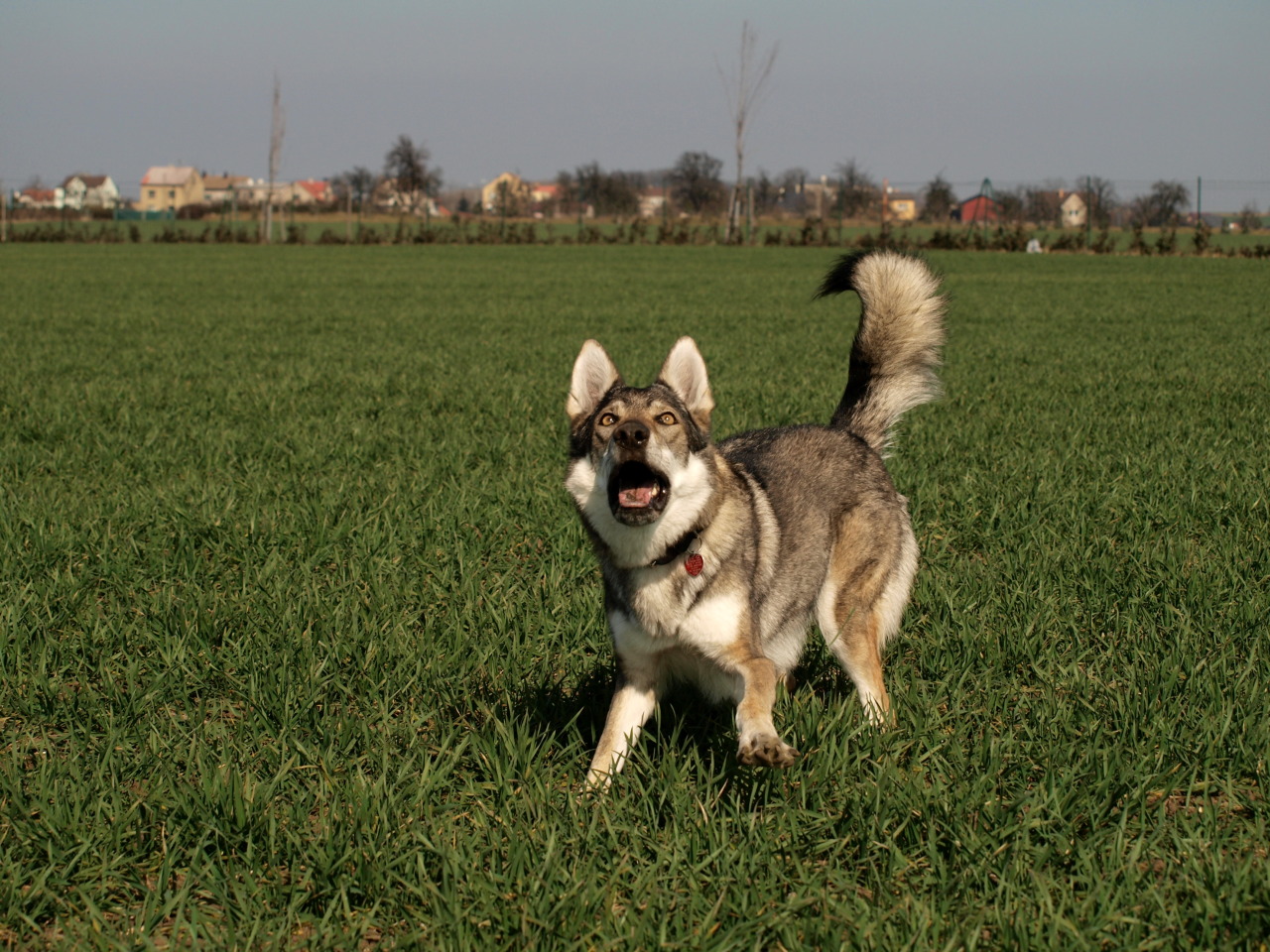 the-little-wolfdog:  catching mud balls. wolfdogs are so graceful…
