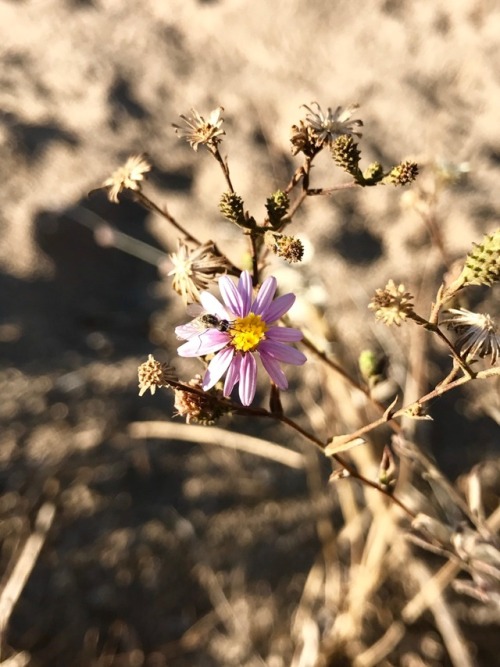 10.9.17 - Tree tobacco, Russian thistle, and some asters from my hike at Blue Mountain yesterday!