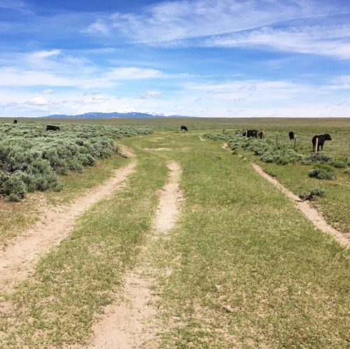 therunninggeologist: My day in four photos. I left pinedale this morning super excited to do high-re