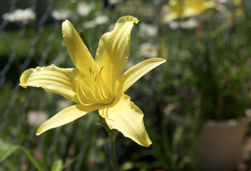 3.13.16 - Some beautiful lilies, shot by @sphericalpictures! 