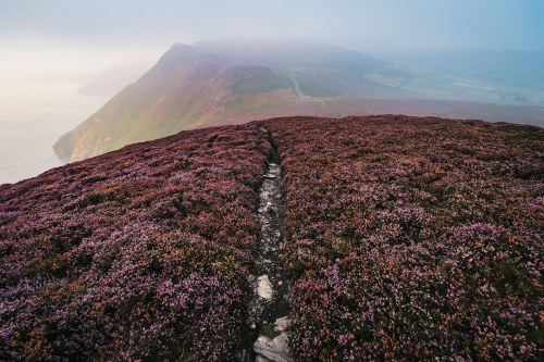 mysterious-mind-dreams: Isle of Man Purple Heather Blom by  Mikael Buck