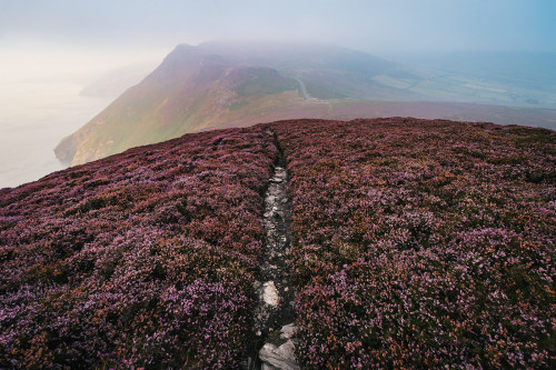 archatlas: Isle of Man Purple Heather Bloom Mikael Buck