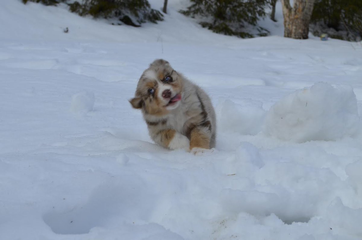 babyanimalgifs