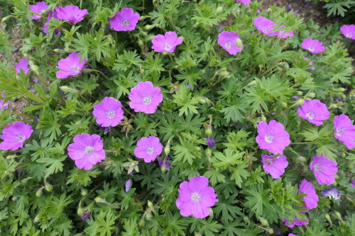 Geranium sanguineum — bloody cranesbill