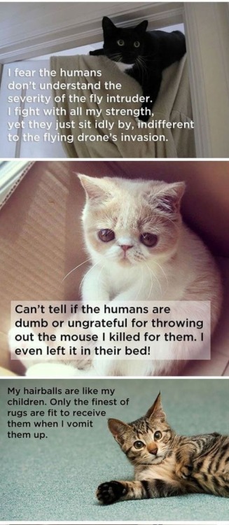 meme-mage:  Cat Thoughts – What your cat is thinking