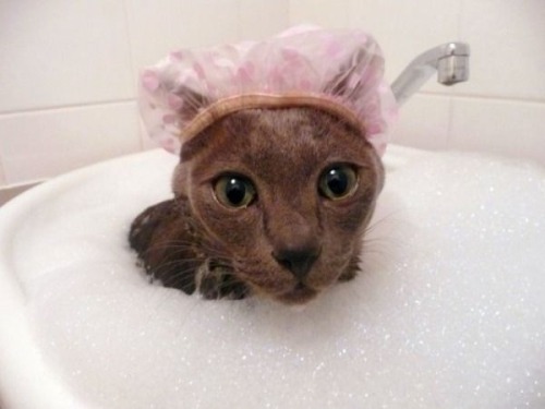 mariusu:(via あら、かわいい : お風呂好きな猫・お風呂嫌いな猫 - NAVER まとめ)