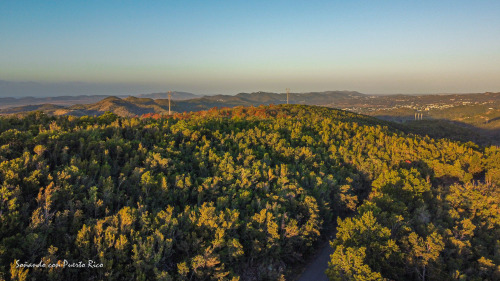 Bosque Susua, Sabana Grande, Puerto Rico