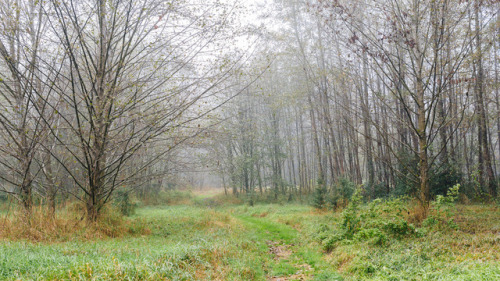 itakephotosofallthethings: The Calming Of The Trees Carnation, WA