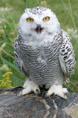 cloudyowl:  Snowy Owl by ldlines@rogers.com