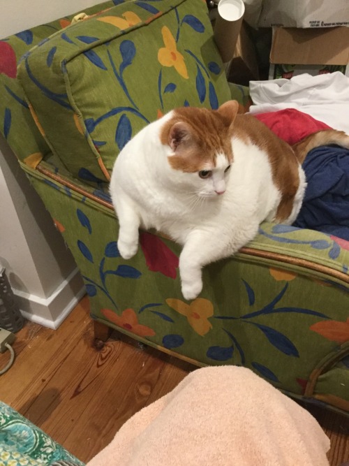 feedmerightmeow:I like to call him hambone.