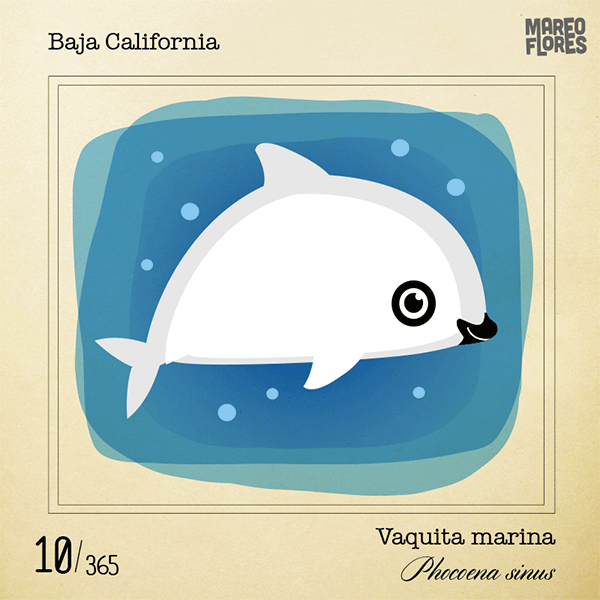 #365rounds #bichosmexicanos 10 / Baja California - Vaquita marina