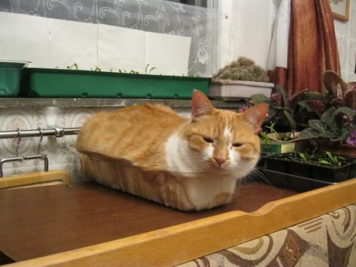 mostlycatsmostly:c0ffeekitten:A loaf a day makes everything okayFor the person that requested more l