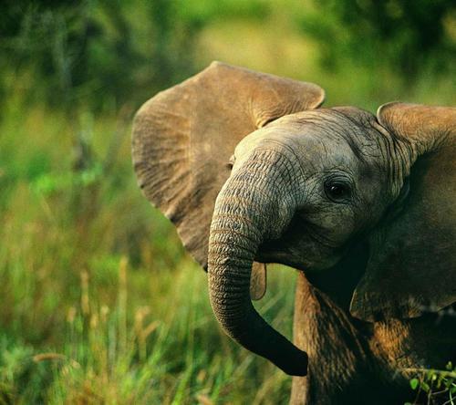 spockisgaypassiton: to anyone having a bad day im so sorry also here are some pictures of baby elephants  feel better friend 