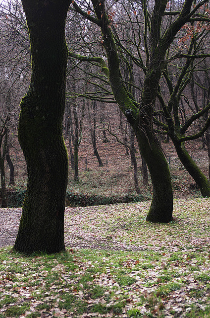 funnywildlife: trunks|||forest by ΞSSΞ®®Ξ on Flickr.
