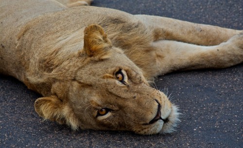 Just lion in the road - by Johann Snyman