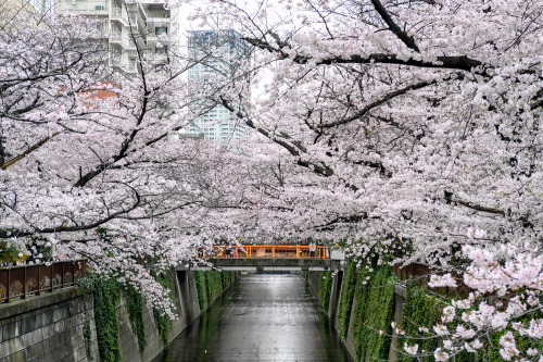 Cherry blossoms along the Meguro River in Tokyo’s Nakameguro neighborhood today. They still ar
