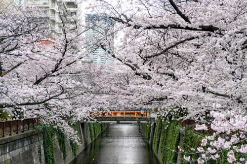 Cherry blossoms along the Meguro River in Tokyo&rsquo;s Nakameguro neighborhood today. They stil