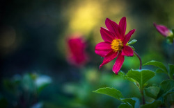 kendradaycrockett:  Red flower by Sorin Mutu