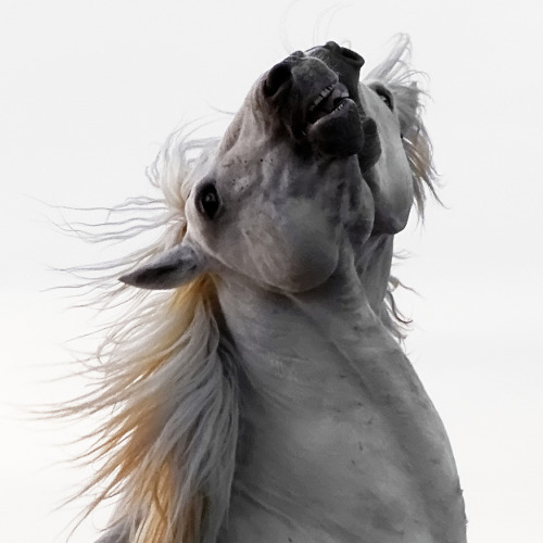 horseheaven:Close Up - Chevaux de Camargue - par Michel Badia sur Flickr