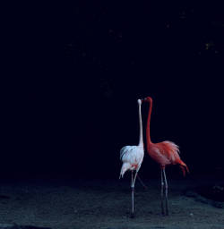 ohthentic:  inland-delta:  Nicole Cohen, Flamingos   Oh