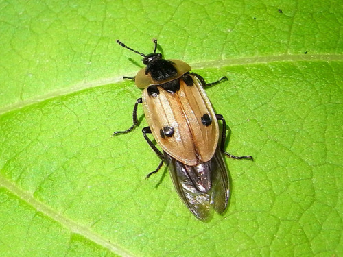 Submitted by @hyakugei &ndash; Found at the top of Mt. Fuji.It took some digging (ha) but this beetl