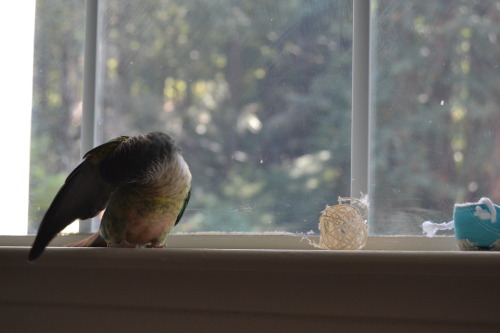 nestregards:  preen bean at the window  Lovely!