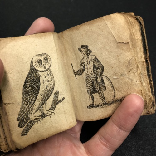 librarycompany:Happy Superb Owl Sunday! Here are some excellent owls for your viewing pleasure, very