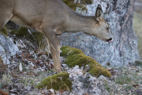 Roe deer/rådjur.