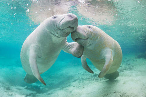 These beautiful photos will make you want to save the Everglades.“I still see the world throug