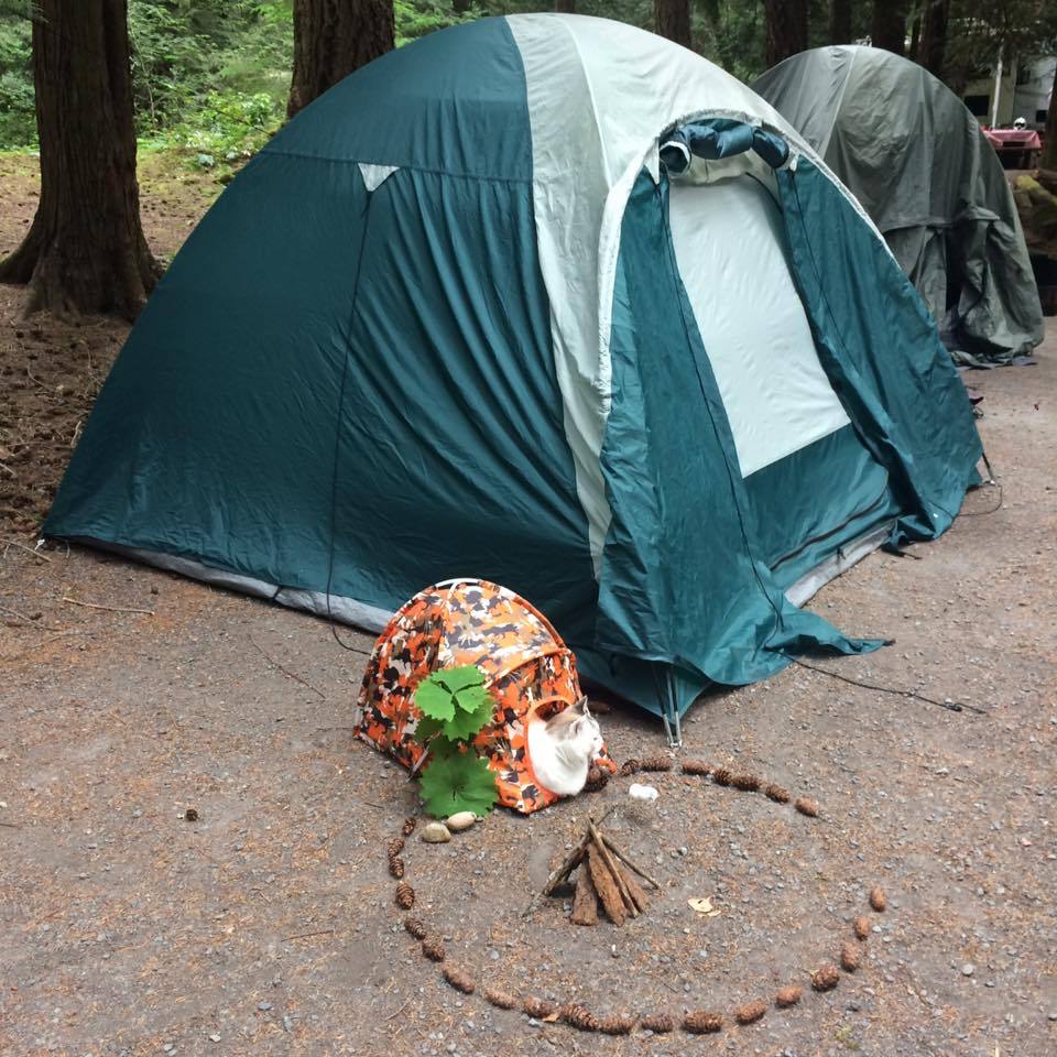 lumbearzach88:  catsbeaversandducks: Roscoe The Adventure Cat Photos by Roscoe Fats