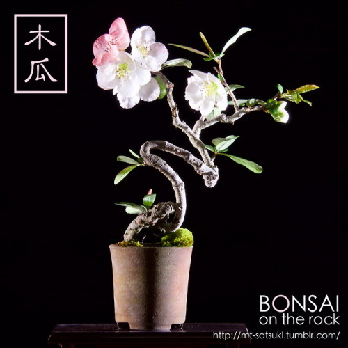 木瓜（ボケ）の盆栽BOKEH, Japanese Quince bonsai2018.4.7 撮影bonsai on the rock| Creema | BASE | Zazzle.co.jp | 