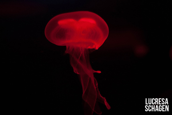 mooonjellies:  Lucresa Schagen