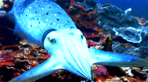 acetheticallynice: The cuttlefish has a remarkable talent. Its skin contains millions of pigment cel