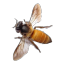 clouded-bee