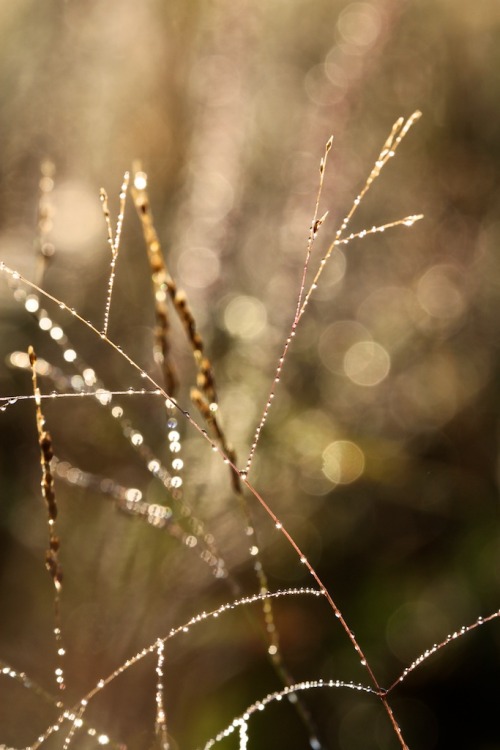 julesofnature:“It all adds up to one thing: peace, silence, solitude. The world and its noise are out of sight and far away. Forest and field, sun and wind and sky, earth and water, all speak the same language.”— 	Thomas Merton