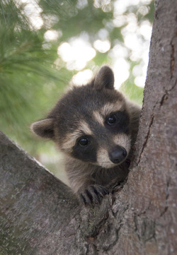 creatures-alive:  Raccoon in Tree by Nate