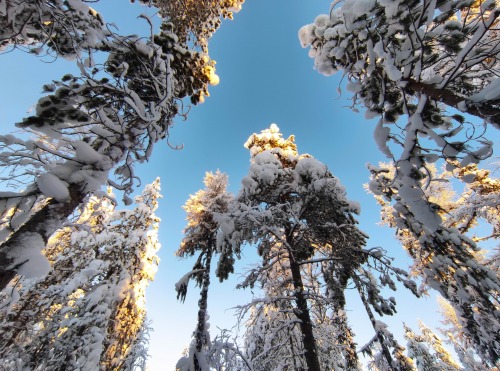 Virgin Komi Forests, Komi Republic, Russia