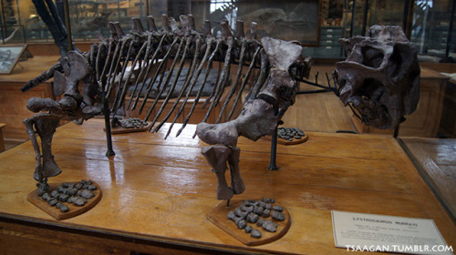 thegreenwolf:tsaagan:Lystrosaurus, National Museum of Natural History, Paris, FranceThese animals on