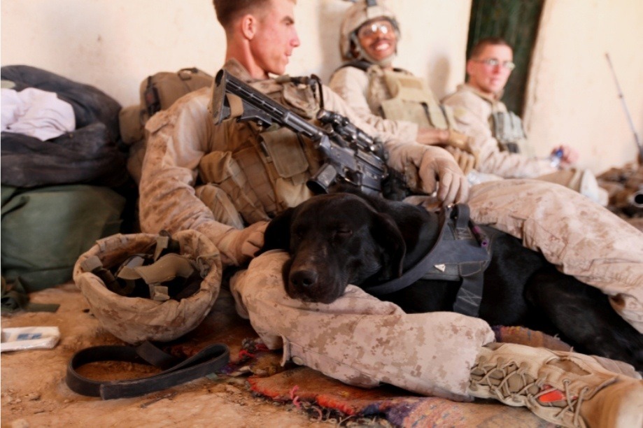 soldierporn:  Best pillow ever. Corporal Moxie, an improvised explosive device detection