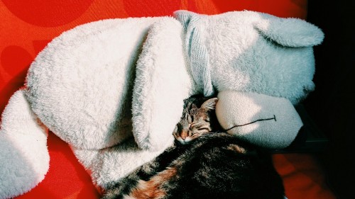letters-mingle-souls: Found my cat sleeping on a teddy bear