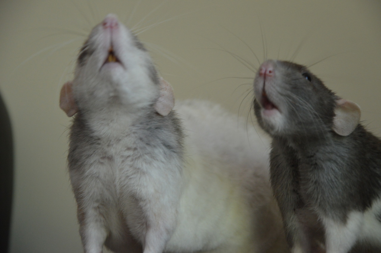 karasratworld:  These two are ridiculous  