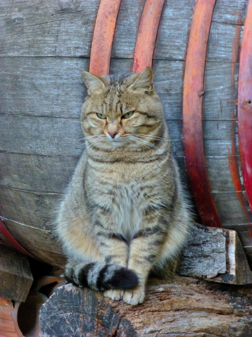 The Guardian of the Wine- Siena, Italy (via Renato Pantini)