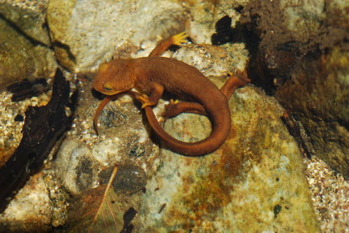 Found this California newt yesterday. My first wild newt ever!