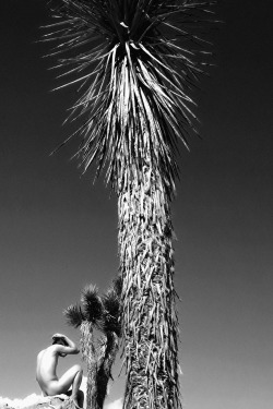 optichron: Joshua Tree, California | 2016