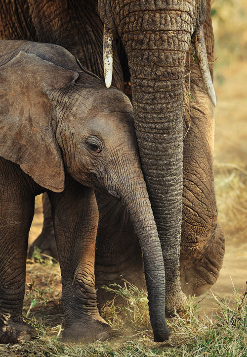 Animals Are Here With Us, Not For Us.