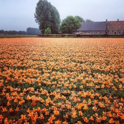 Belgium Tomorrow. Spending A Few Hours In Mother Nature Riding Bikes Around Tulip