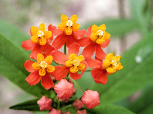 the-secret-life-of-plants:Asclepias curasavica (Blood-flower) by Arthur Chapman on Flickr.