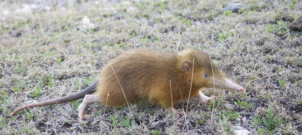 Don't Get Bit — Solenodon Solenodons (meaning “slotted-tooth”) are...